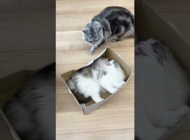 Defend your territory! #メインクーン #mainecoon #ragdoll #ラグドール #猫のいる暮らし #cats