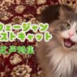 【猫鳴き声🐈】陽気なノルウェージャンフォレストキャットのかわいい鳴き声特集✨