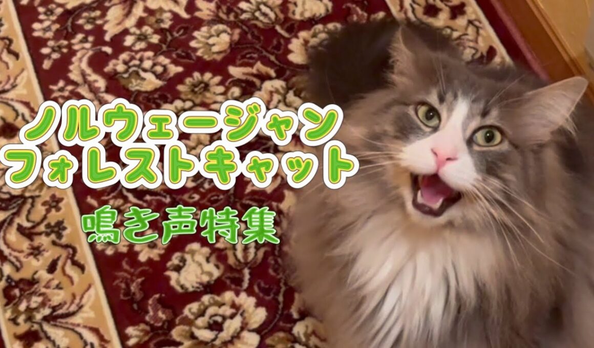【猫鳴き声🐈】陽気なノルウェージャンフォレストキャットのかわいい鳴き声特集✨
