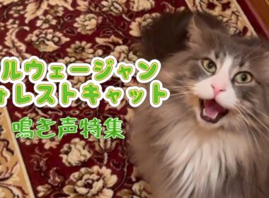 【猫鳴き声🐈】陽気なノルウェージャンフォレストキャットのかわいい鳴き声特集✨