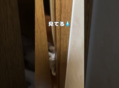 可愛いストーカー　#猫  #cat  #ラグドール