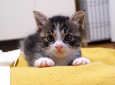 子猫のユメちゃんチコちゃんのオフショット【赤ちゃん猫　保護猫】