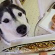 初めてさんまを食べた子猫と犬達の反応がこちらです...