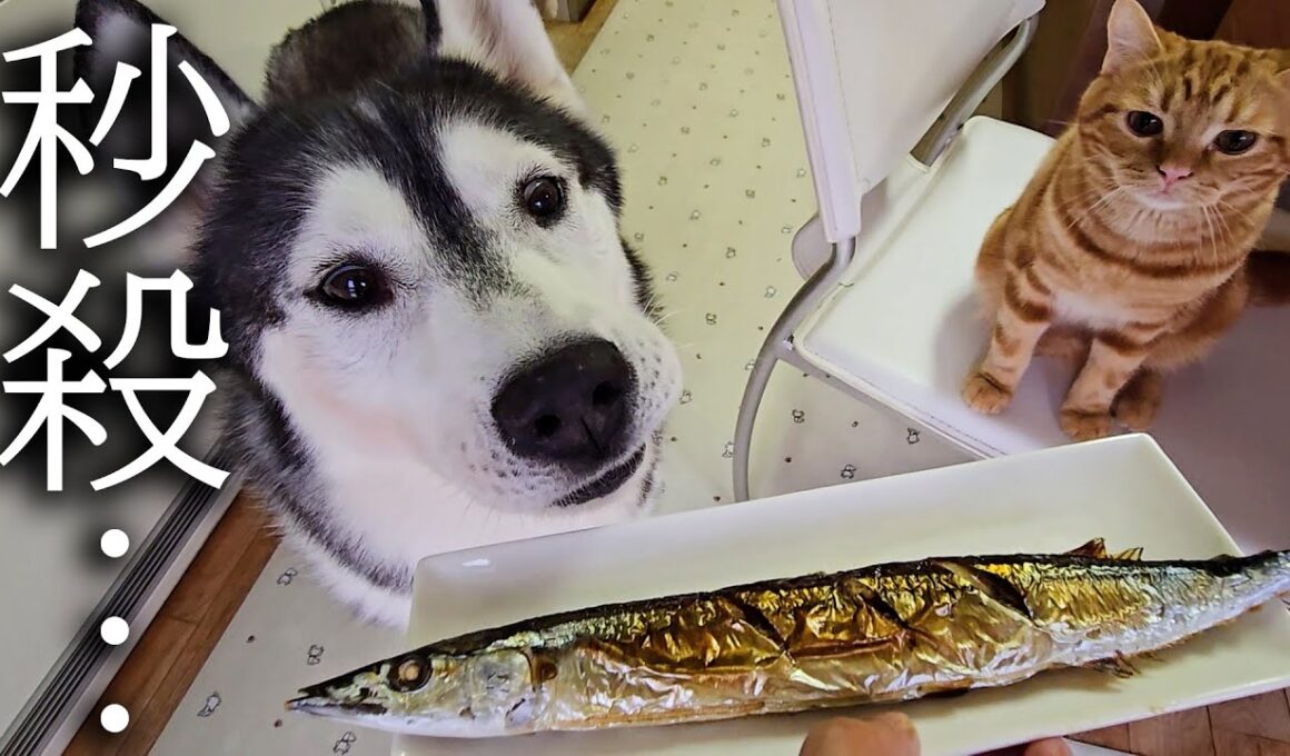 初めてさんまを食べた子猫と犬達の反応がこちらです...