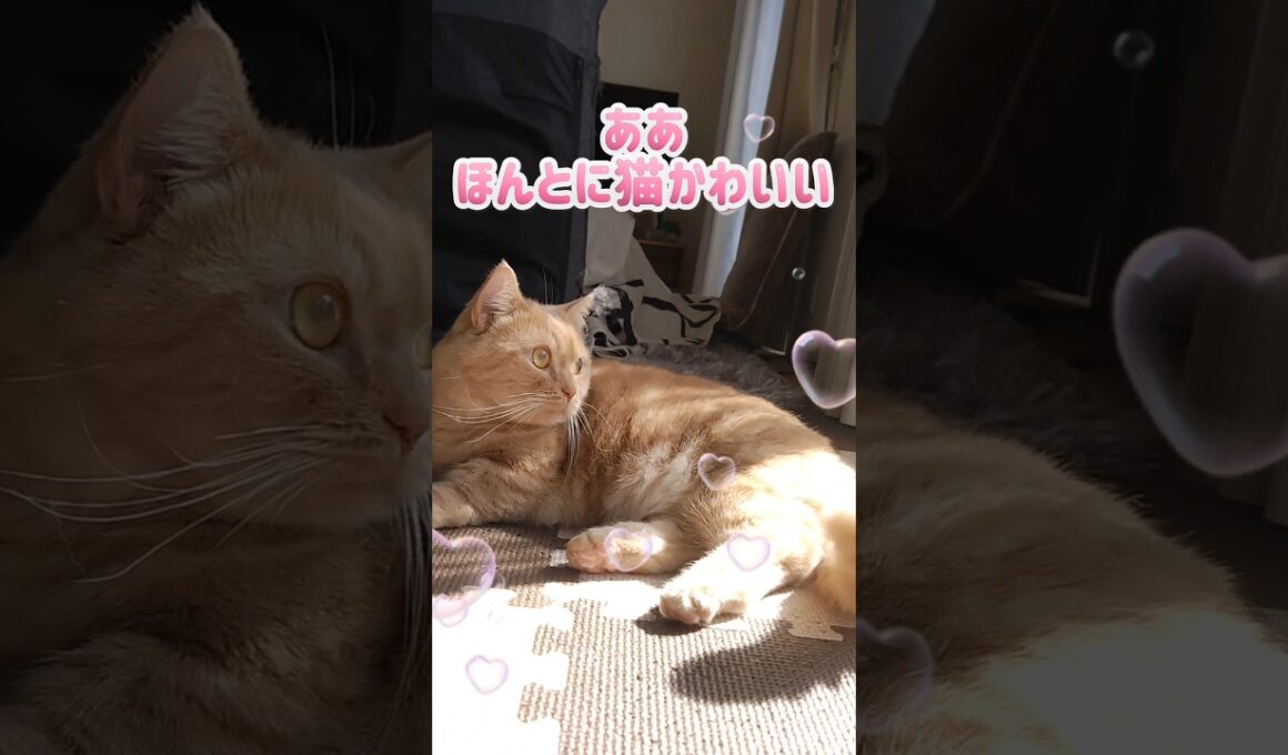 【猫バカの歌でマンチカン】 #shorts #猫 #ねこ #cat