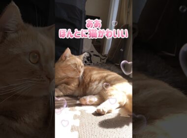 【猫バカの歌でマンチカン】 #shorts #猫 #ねこ #cat