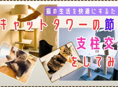 キャットタワーの支柱の傷みが激しかったので、メンテナンスを行いました。（EPISODE120／2025.9.3）