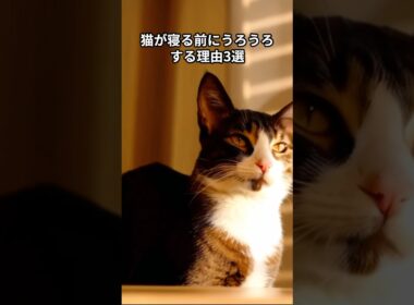 猫が寝る前にうろうろする理由3選　 #猫 #雑学 #ねこ #猫のいる生活 #猫好き #猫の雑学 #ネコ #名もなき風景