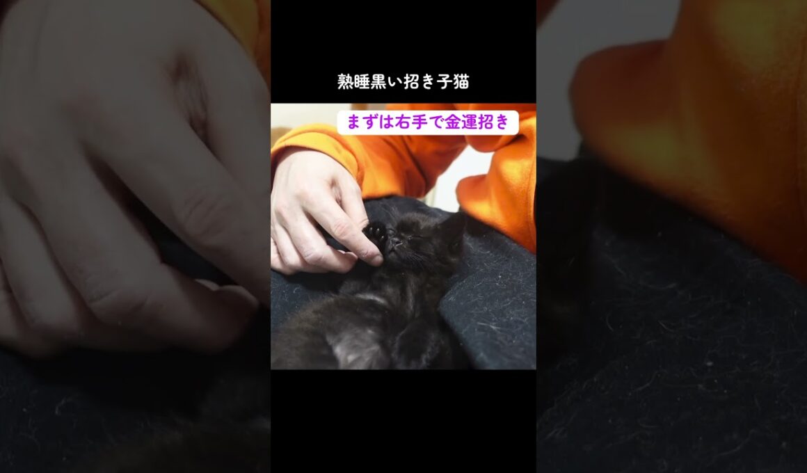 黒い招き子猫があなたに福を招きます #cat  #猫  #ねこ  #保護猫 #cute #猫のいる暮らし #子猫 #shorts  #こねこ