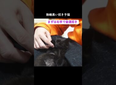 黒い招き子猫があなたに福を招きます #cat  #猫  #ねこ  #保護猫 #cute #猫のいる暮らし #子猫 #shorts  #こねこ