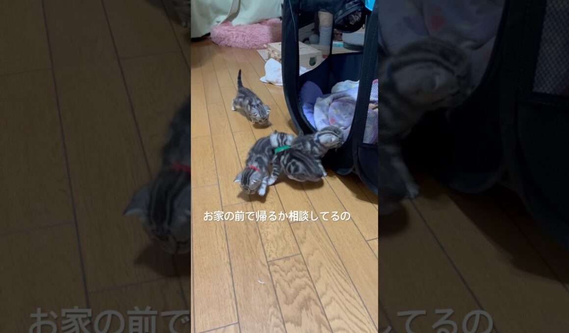 みんなで探検するにゃ#アメリカンショートヘア#アメショ#子猫#猫の日常#cat#cats