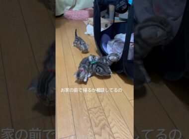 みんなで探検するにゃ#アメリカンショートヘア#アメショ#子猫#猫の日常#cat#cats