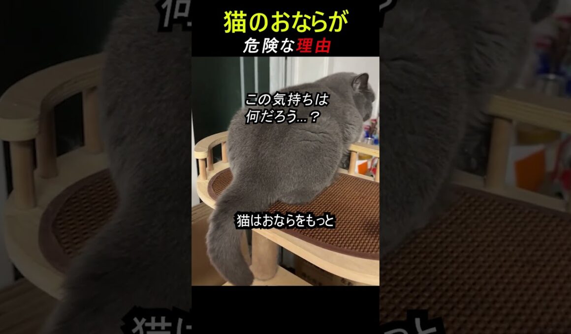 猫のおなら