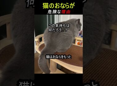 猫のおなら