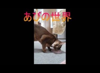 ネコ動画あび＃5263　あびの毎日　アビシニアン　あび