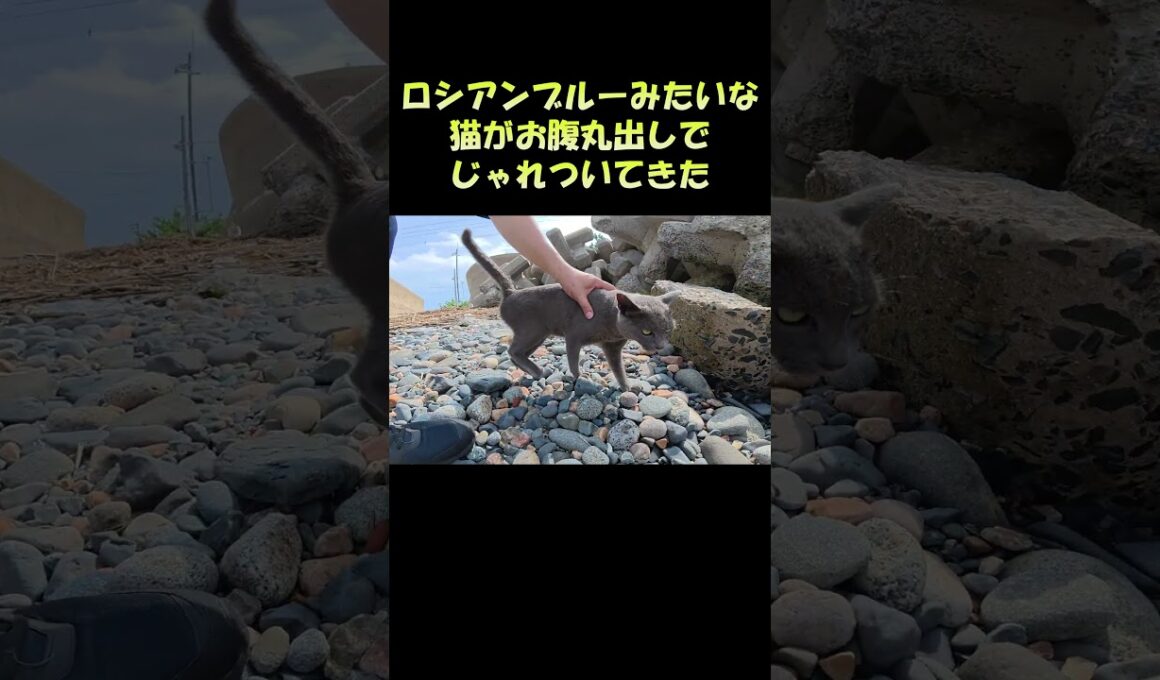 ロシアンブルーみたいな猫がお腹丸出しでじゃれついてきた #猫 #cat #ねこ