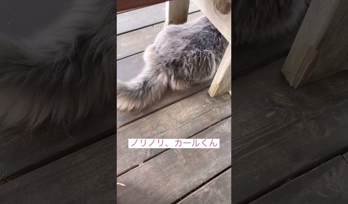 ノリノ#ねこ動画 #アメリカンカール #shortvideo