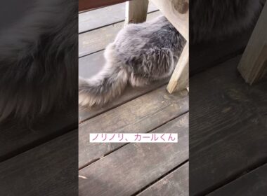 ノリノ#ねこ動画 #アメリカンカール #shortvideo
