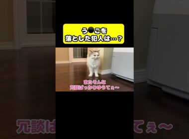 う○こを落とした犯人は…？#猫 #おもしろ #アテレコ #ニャンチューバーつくし