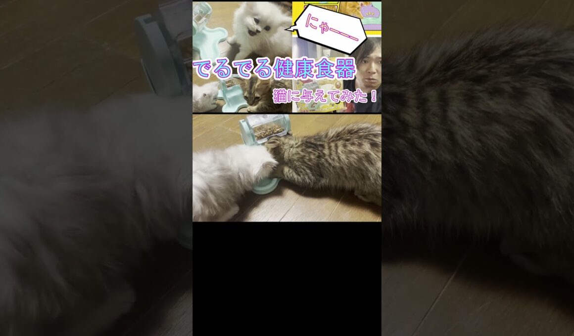 回してエサが出る！？【でるでる健康食器】をペルシャ猫の子猫に与えてみた！　#shorts
