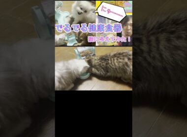 回してエサが出る！？【でるでる健康食器】をペルシャ猫の子猫に与えてみた！　#shorts