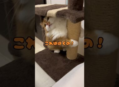 キャットタワーの守り猫が現れました… #shorts #猫 #マンチカン #短足マンチカン #cat #munchkin