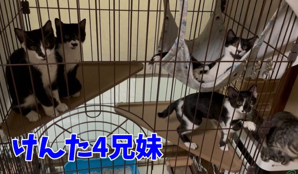 けんた4兄妹がこんなに大きくなりました
