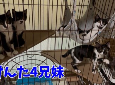 けんた4兄妹がこんなに大きくなりました