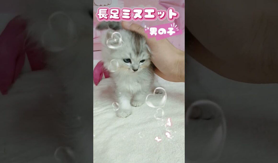 【ご家族様募集中】長足ミヌエット男の子♡ #cat  #かわいい子猫 #kitten #子猫 #cute #子猫ブリーダー #長足マンチカン #短足ミヌエット #子ネコ