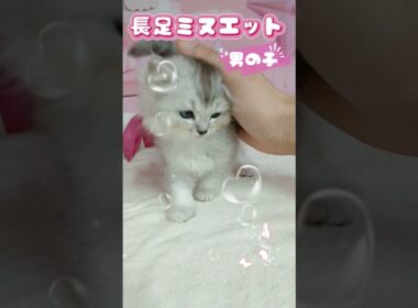 【ご家族様募集中】長足ミヌエット男の子♡ #cat  #かわいい子猫 #kitten #子猫 #cute #子猫ブリーダー #長足マンチカン #短足ミヌエット #子ネコ
