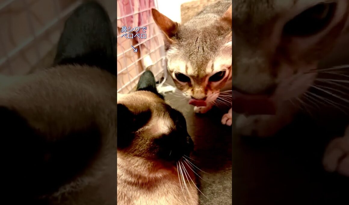 床をフンフンするシンガプーラをフンフンするたぬき猫なのにゃ♪ #cat #シンガプーラ #トンキニーズ#たぬき猫#singapura#tonkinese