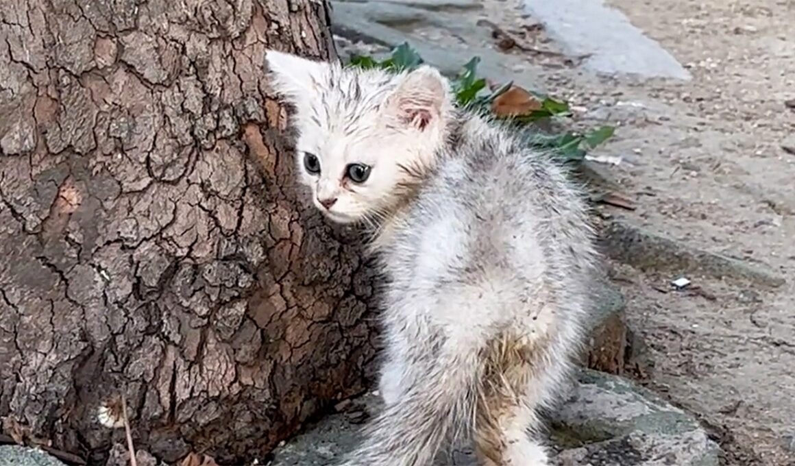 清掃員が見つけたボロボロの瀕死子猫…ネズミサイズの子猫が幸せに変わるまで～命を救う1週間の全記録