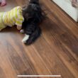 幼児から全力の猫吸いされる猫　ラガマフィン