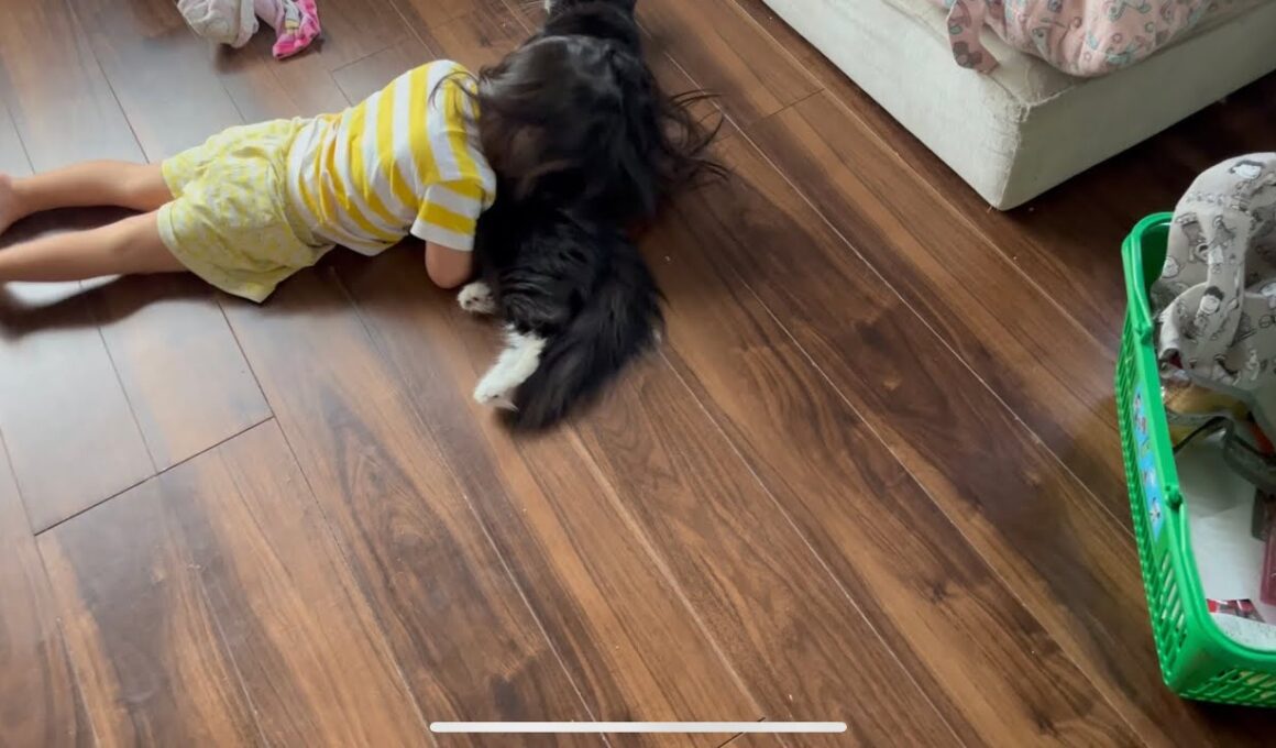 幼児から全力の猫吸いされる猫　ラガマフィン