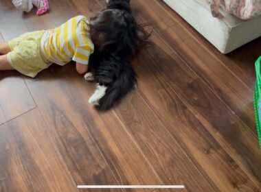 幼児から全力の猫吸いされる猫　ラガマフィン