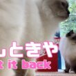 バーマン猫ラフとウリ【戻しときや】Put it back（バーマン猫）Birman/Cat