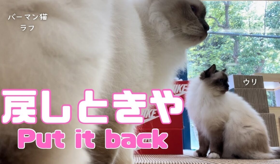 バーマン猫ラフとウリ【戻しときや】Put it back（バーマン猫）Birman/Cat