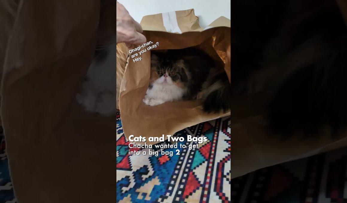 猫たちと2つの袋／大きい袋に入りたかったチャチャ 2