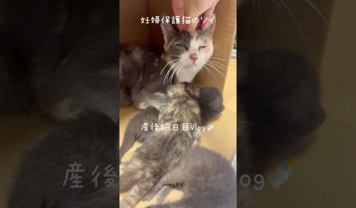 妊婦保護猫のソイ🤎産後１３日目vlog｜ソイのなでなでタイム長めです🫶 #保護猫 #猫の出産 #子猫 #cat #妊娠猫 #kitten #rescuecat