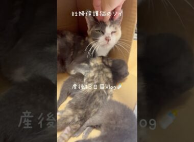 妊婦保護猫のソイ🤎産後１３日目vlog｜ソイのなでなでタイム長めです🫶 #保護猫 #猫の出産 #子猫 #cat #妊娠猫 #kitten #rescuecat