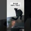 きになる黒猫　#ボンベイ #cat #bombay #猫のいる暮らし #ねこのいる生活 #ねこ #猫 #ねこ動画 #かわいい #癒やし #にゃんこ #子猫