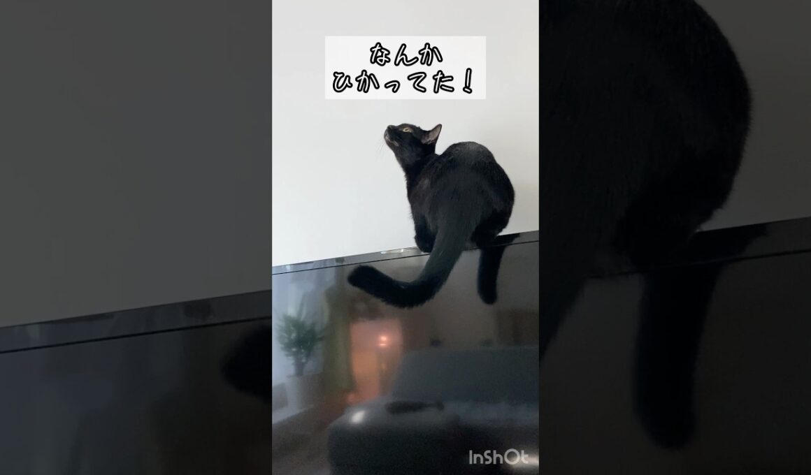 きになる黒猫　#ボンベイ #cat #bombay #猫のいる暮らし #ねこのいる生活 #ねこ #猫 #ねこ動画 #かわいい #癒やし #にゃんこ #子猫