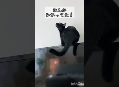 きになる黒猫　#ボンベイ #cat #bombay #猫のいる暮らし #ねこのいる生活 #ねこ #猫 #ねこ動画 #かわいい #癒やし #にゃんこ #子猫