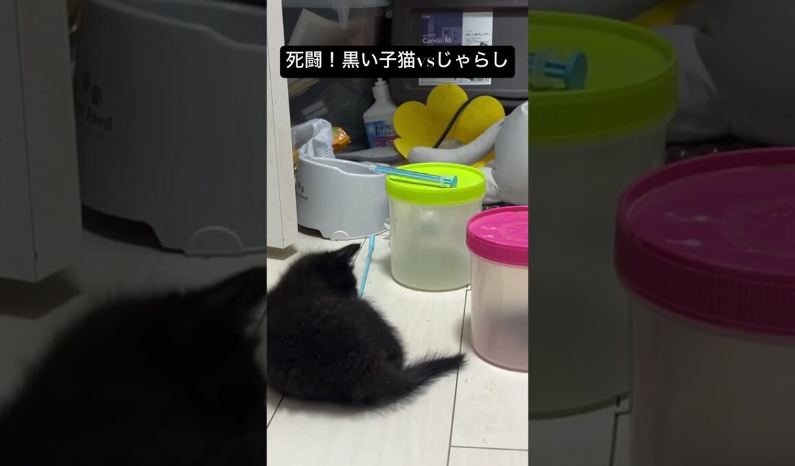 死闘！猫じゃらしvs黒い子猫やんのかステップ #cat  #猫  #ねこ  #保護猫 #cute #猫のいる暮らし #子猫 #shorts  #こねこ