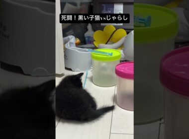 死闘！猫じゃらしvs黒い子猫やんのかステップ #cat  #猫  #ねこ  #保護猫 #cute #猫のいる暮らし #子猫 #shorts  #こねこ