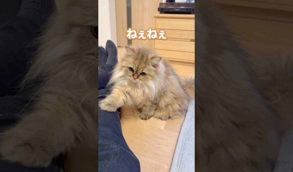 猫のねぇねぇ 【サイベリアン】 #Shorts