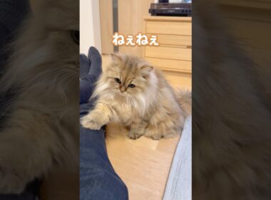 猫のねぇねぇ 【サイベリアン】 #Shorts
