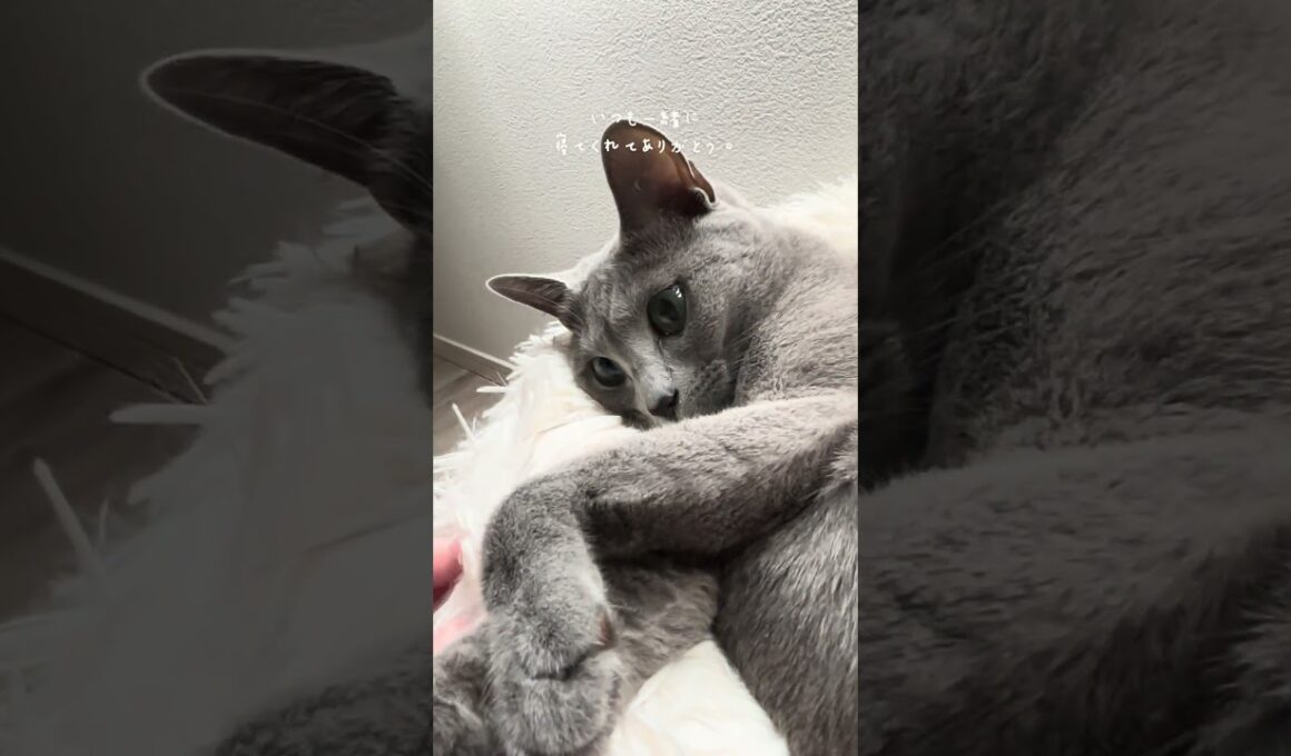 ずっと一緒に寝ようね　#ロシアンブルー #本日のルアナ #子猫  #猫  #猫のいる暮らし #猫好き ＃猫 #ブリーダー