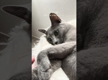 ずっと一緒に寝ようね　#ロシアンブルー #本日のルアナ #子猫  #猫  #猫のいる暮らし #猫好き ＃猫 #ブリーダー