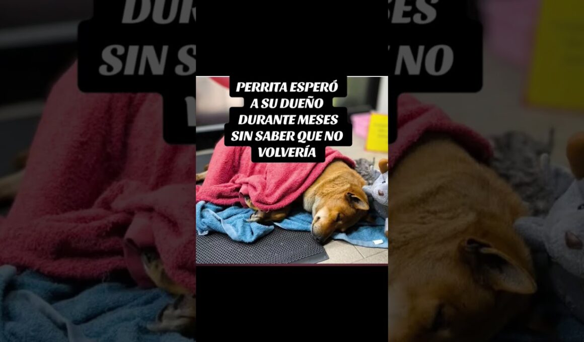 Una historia triste con un final feliz#respetoanimal #adoptar #connectanimal